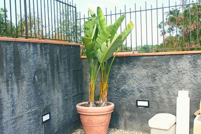 Close-up of potted plant