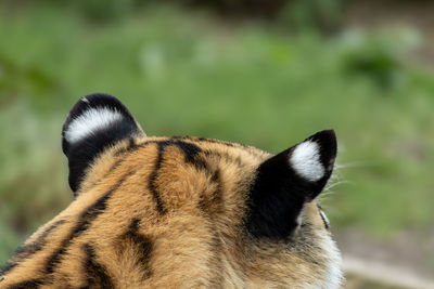 animal