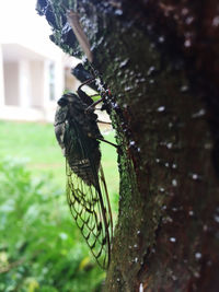 Close-up of butterfly perching on tree trunk