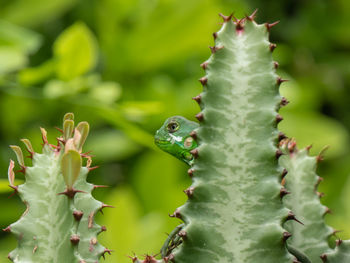 Young iguana hiding behind a cactus.