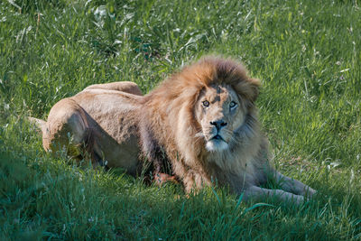 Male lion lying down looks at camera