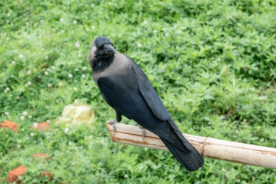 A crow sitting on a bamboo pole gazing at the world.