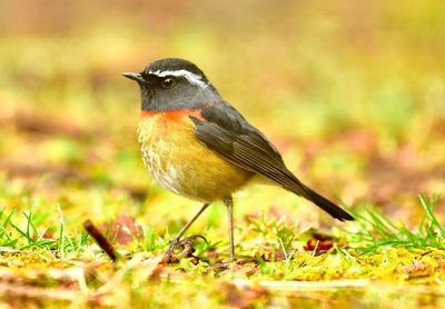 Close-up of bird perching on a field