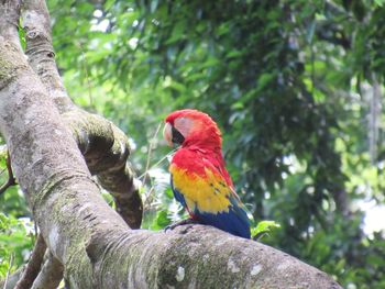 Low angle view of parrot perching on tree