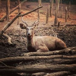 Portrait of deer