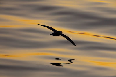 Bird flying over sea against sky during sunset