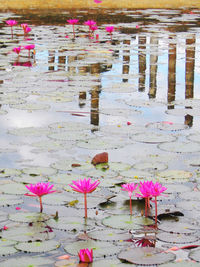Pink flowers floating on water