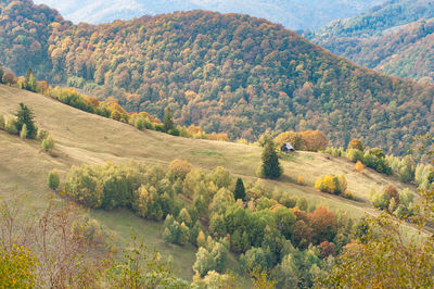 High angle view of trees on mountain