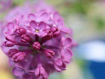 Close-up of pink flowering plant in park