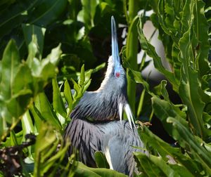 Close-up of bird perching on plant