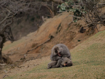 Monkey sitting on rock