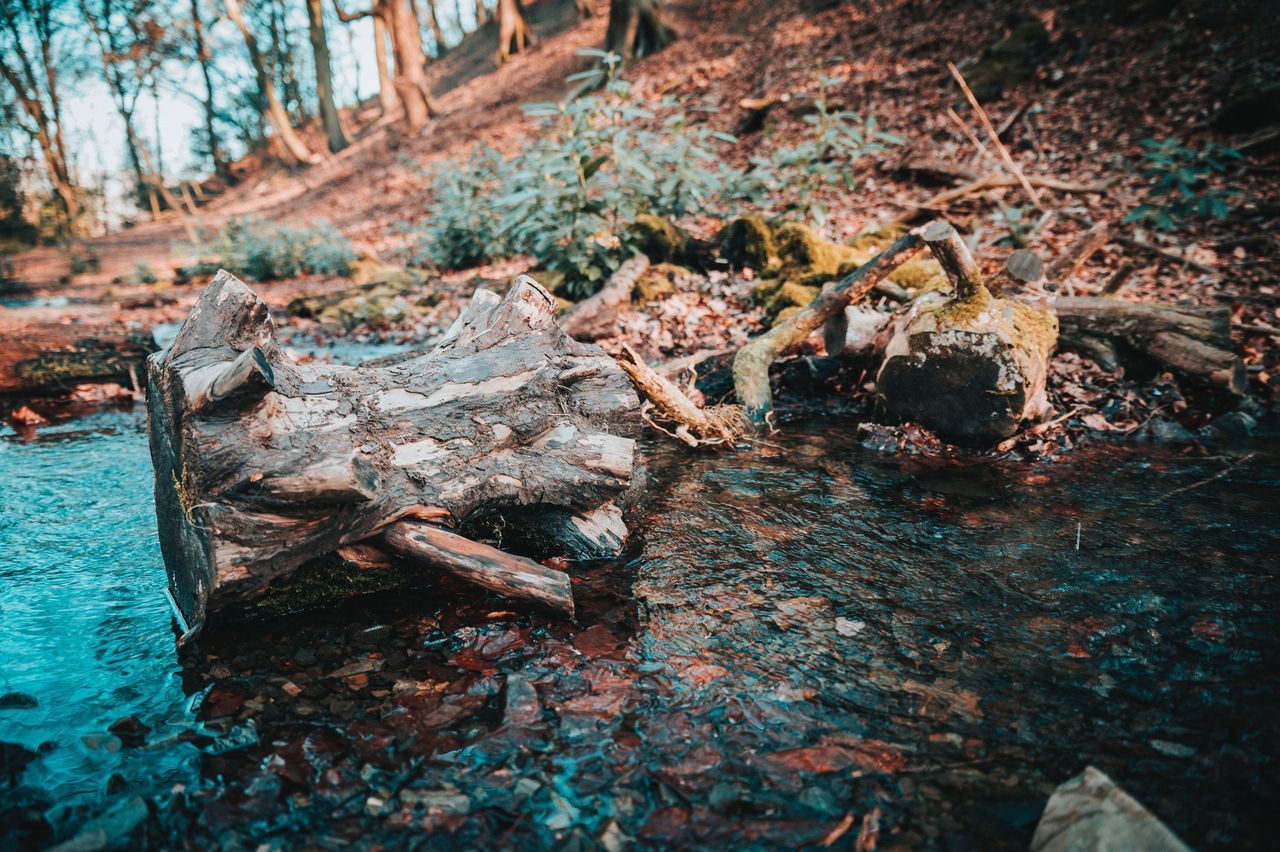 HIGH ANGLE VIEW OF WOOD ON ROCKS IN FOREST