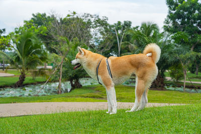 Adorable akita dog smiling in the park