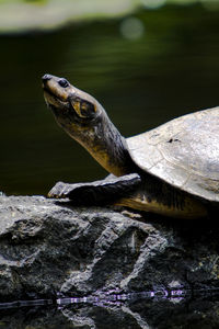 Turtle on rock