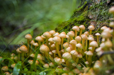 Family of inedible false honey mushrooms growing from a stump in a light latvian forest