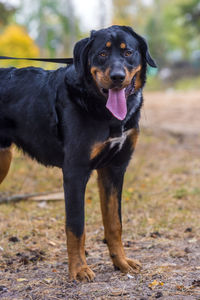 Portrait of black dog standing on field