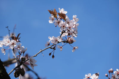 Low angle view of cherry blossom against clear blue sky