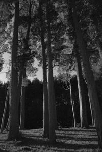 Trees in forest