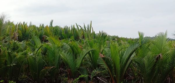 Crops growing on field against sky