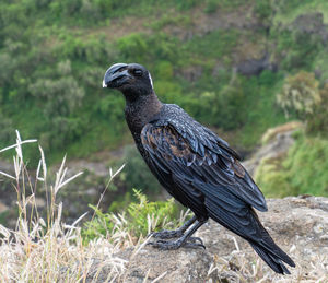 Close-up of a bird perching on a field