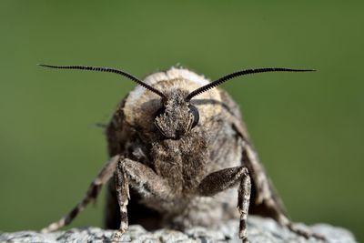 Close-up of insect