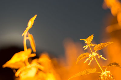 Close-up of plants at night