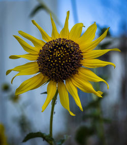 Close-up of sunflower