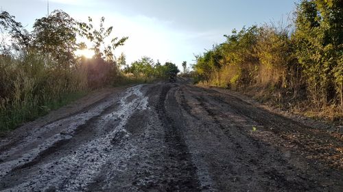 Dirt road along trees and plants
