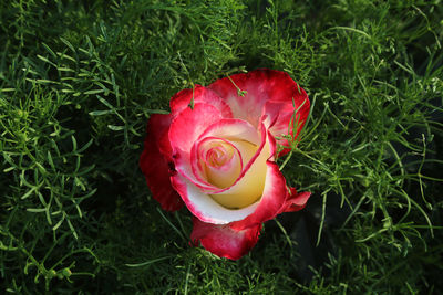 High angle view of rose on field