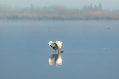 Bird on a lake