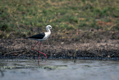 Bird perching on field