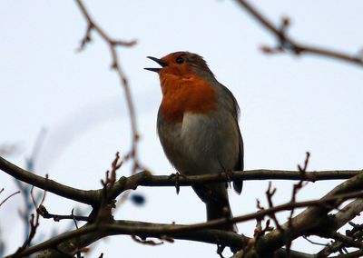 Low angle view of robin perching on twig against sky