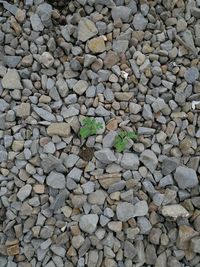 Close-up of stone