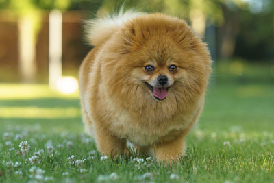 Portrait of dog on grassy field