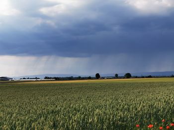 Scenic view of agricultural field against sky