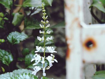 Close-up of white flowering plant