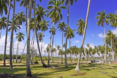 Panoramic view of palm trees against sky