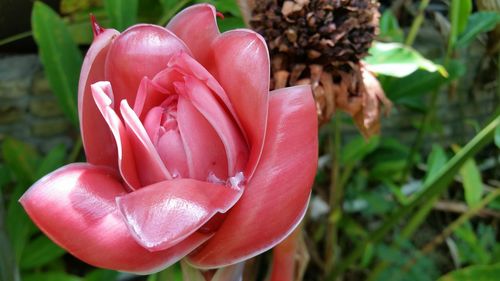 Close-up of flower blooming outdoors