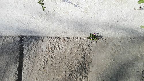 High angle view of plants on wall