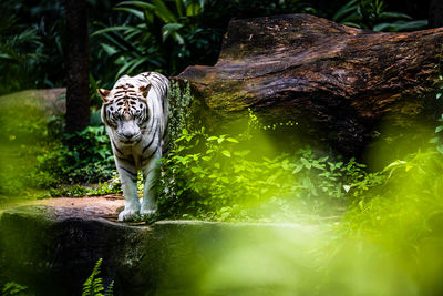 Tiger in a zoo