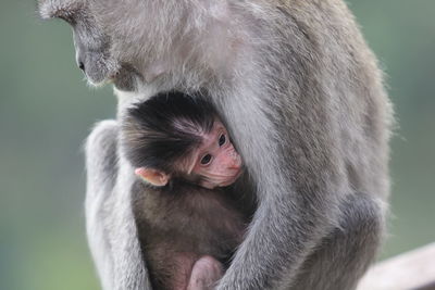 Young monkey embracing mother on railing