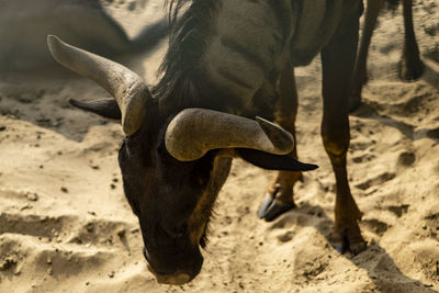 Close-up of a horse