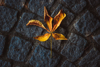 High angle close-up of yellow leaf on cobbled street