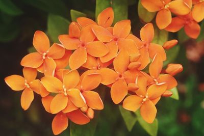 Close-up of orange flowering plant