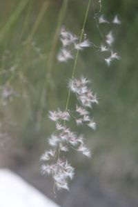 Close-up of flowers