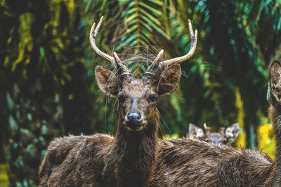 Close-up of deer