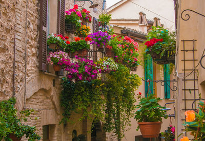 Awesome romantic flowering balcony in the medieval center of spello village