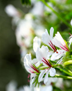 Close-up of white cherry blossoms