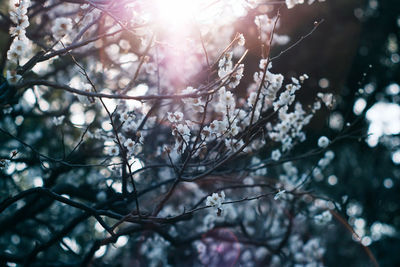 Close-up low angle view of tree