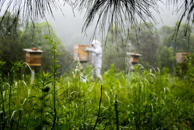 Side view of beekeeper holding beehive amidst plants during rainy season